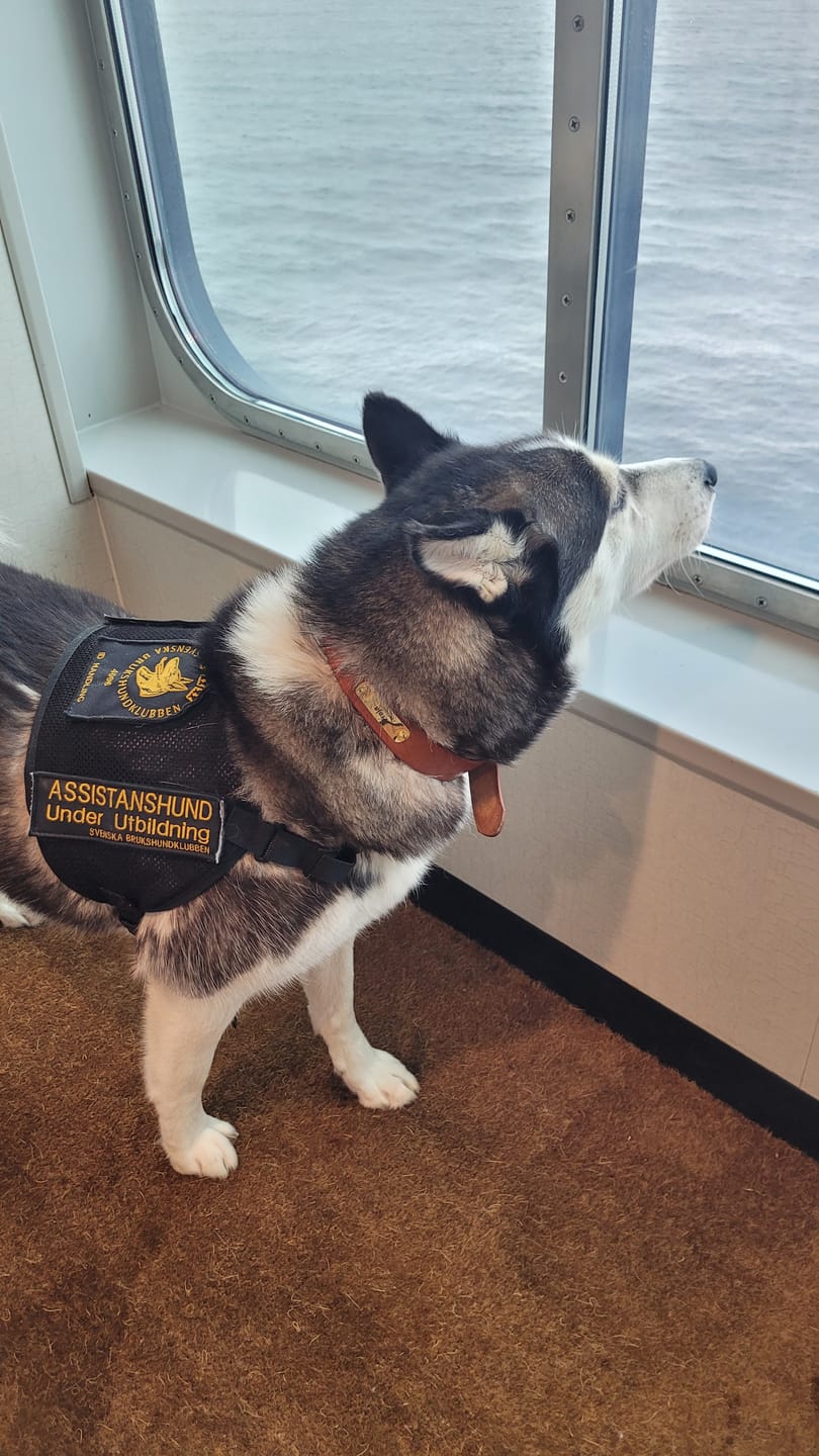 Nahkakoiran kaulus, jossa on kultavärinen tuotemerkki, kaiverruksen nimi ja puhelin