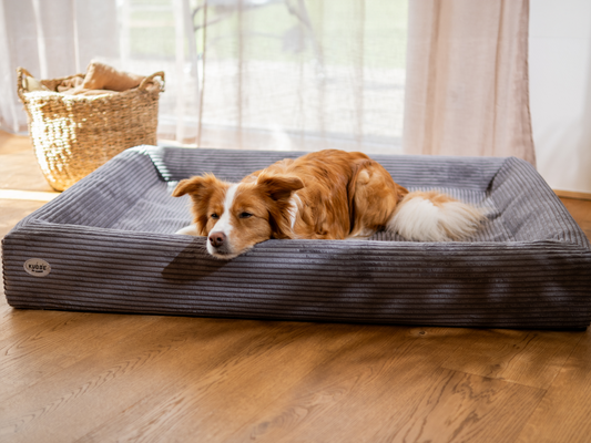 Koiranpeti KUDDE Cord