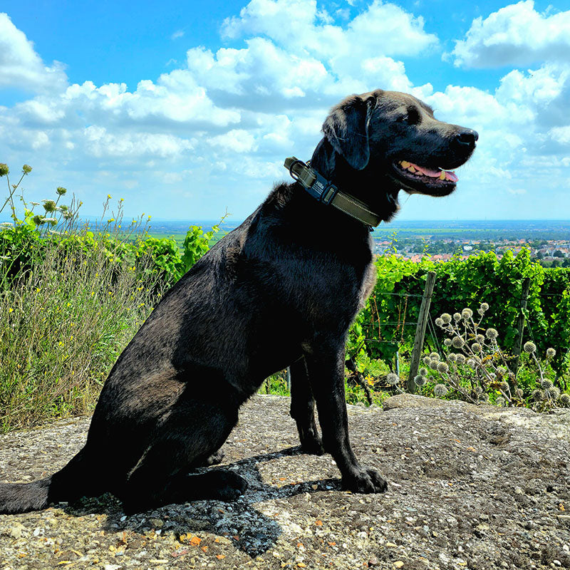 Taktinen koiran kaulapanta nimellä ja kahvalla, ilmainen kaiverrus soljessa.