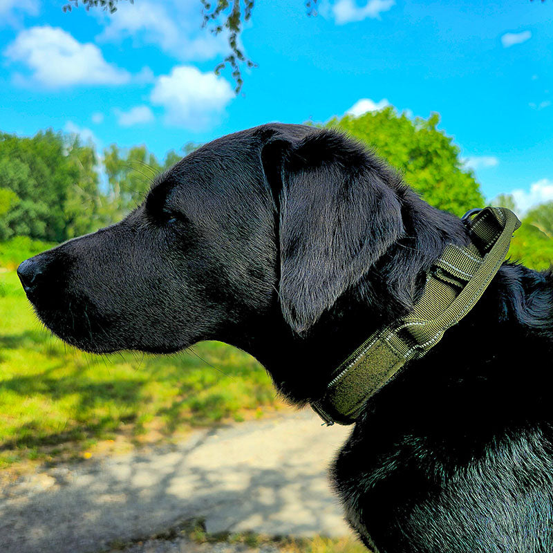 Taktinen koiran kaulapanta nimellä ja kahvalla, ilmainen kaiverrus soljessa.