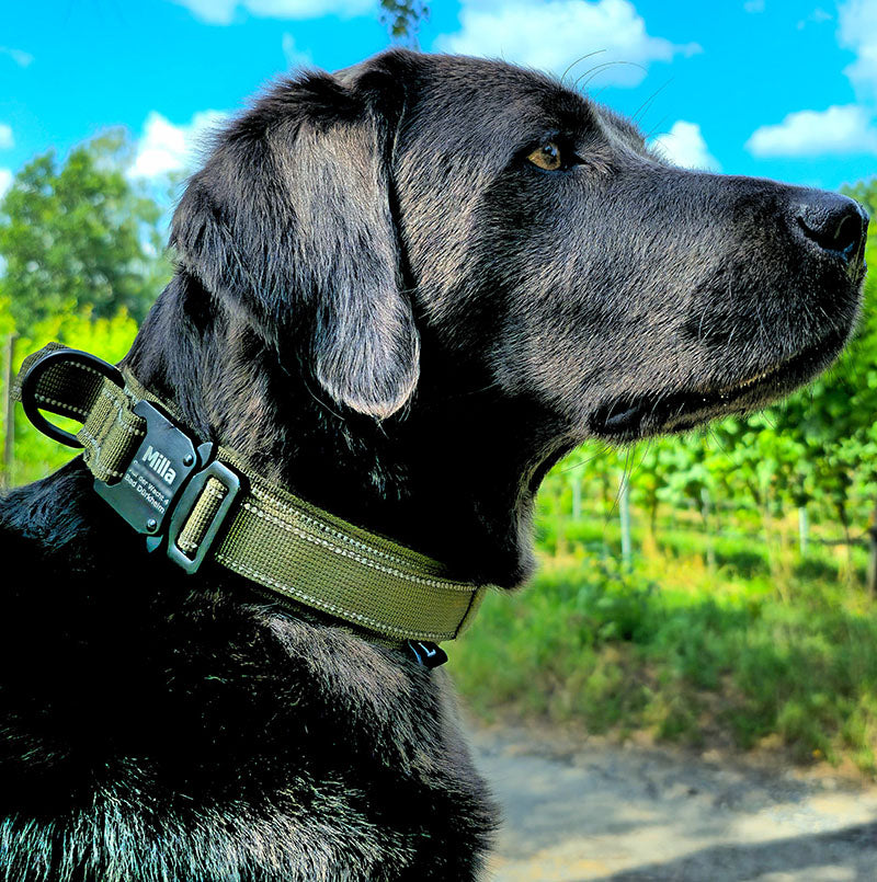 Taktinen koiran kaulapanta nimellä ja kahvalla, ilmainen kaiverrus soljessa.