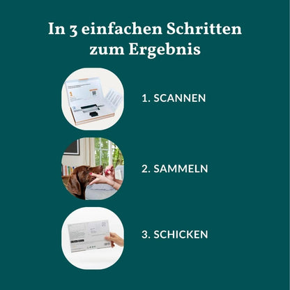 Allergiatesti koiralle 