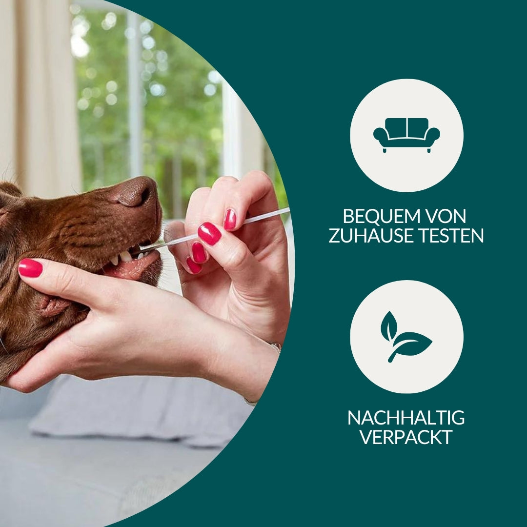 Allergiatesti - Vihannekset, viljat & Co. Koira 