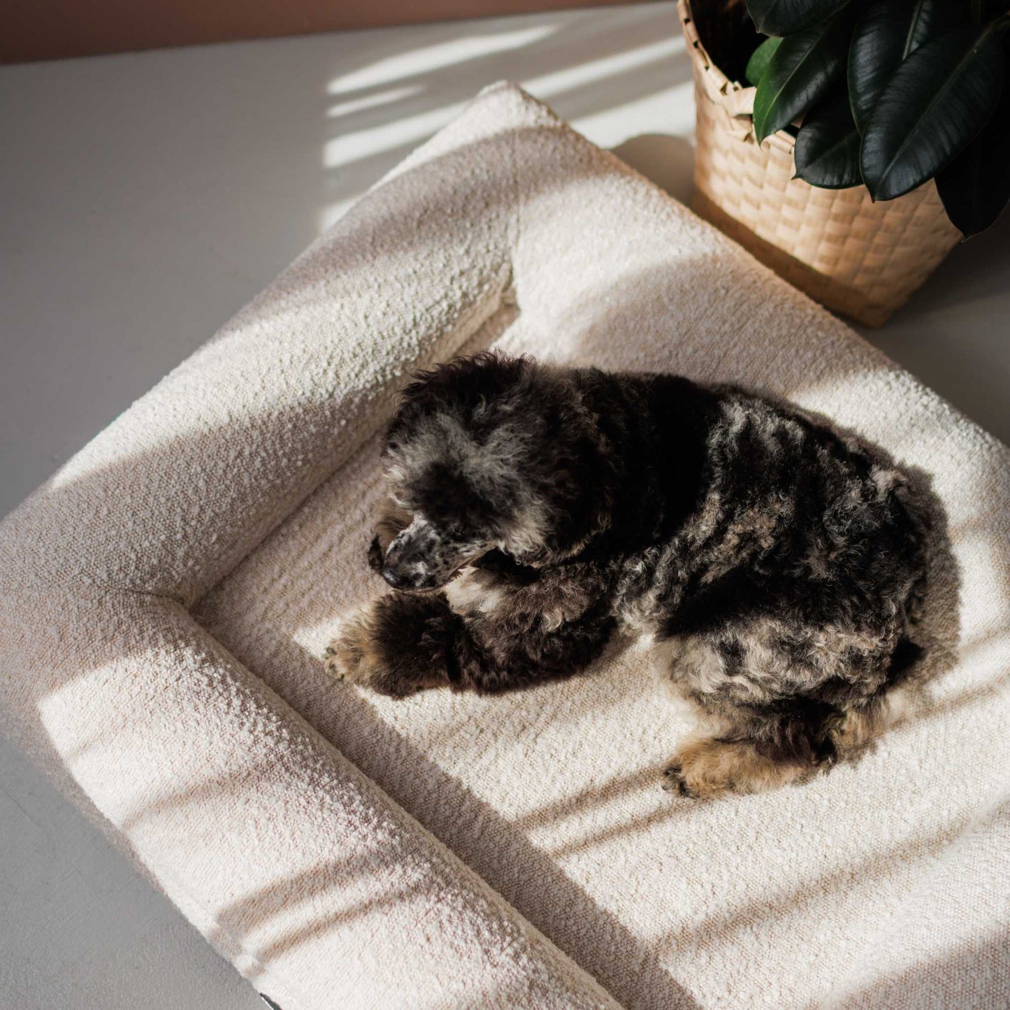Koiransänky Barklay koko M Bouclé-päällisellä 
