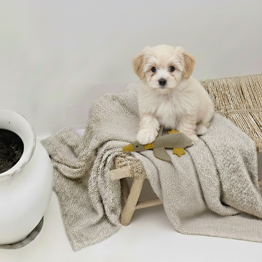 BUDDY. Koiranlelu nahasta "Pieni ankka" 