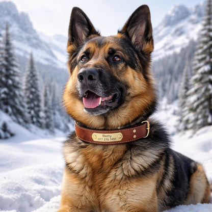 Nahkakoiran kaulus, jossa on kultavärinen tuotemerkki, kaiverruksen nimi ja puhelin