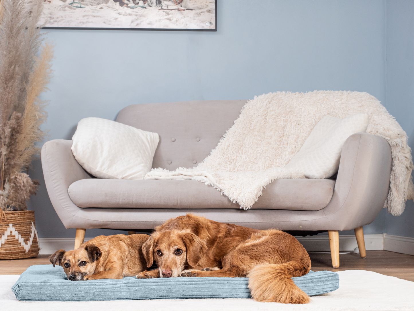 Koiran makuualusta JOKKMOKK Cord 