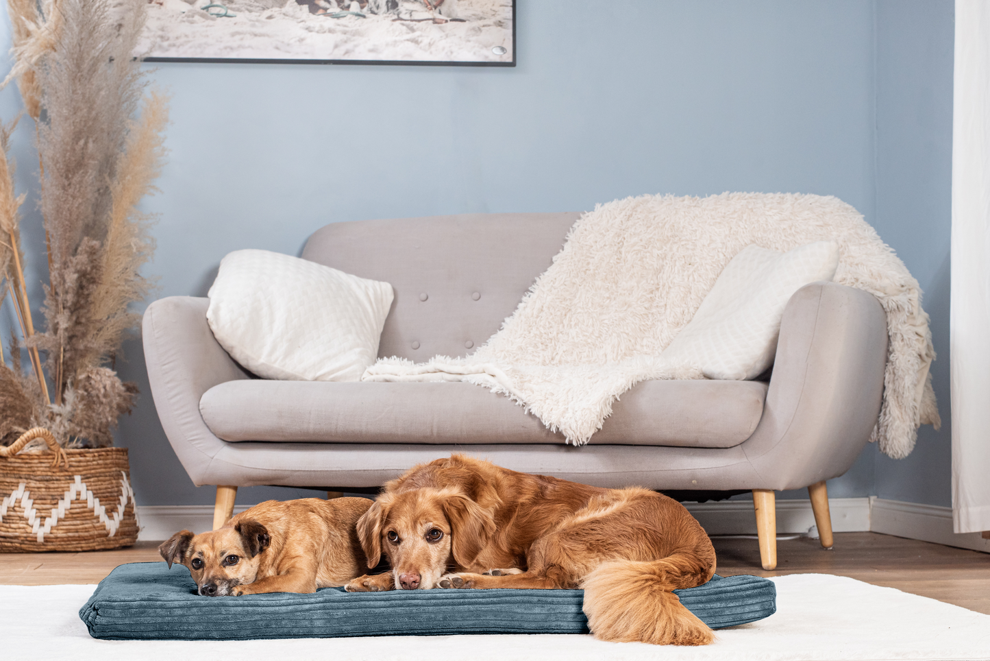 Koiran makuualusta JOKKMOKK Cord 