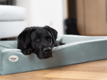 Koiransänky KUDDE Sametti 