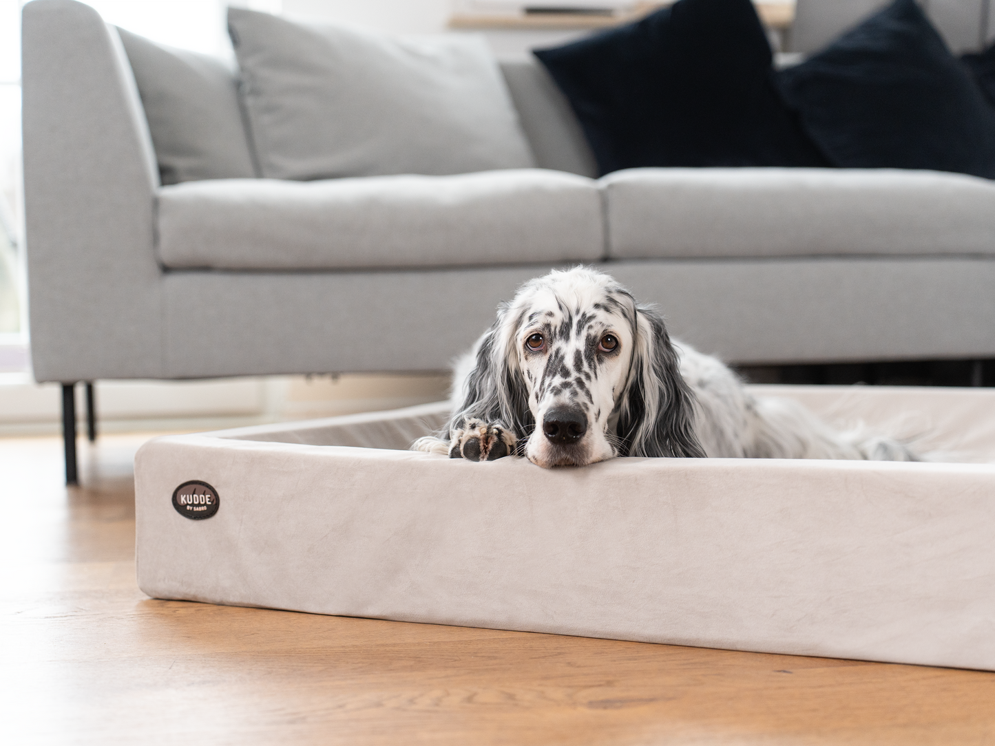 Koiransänky KUDDE Sametti 