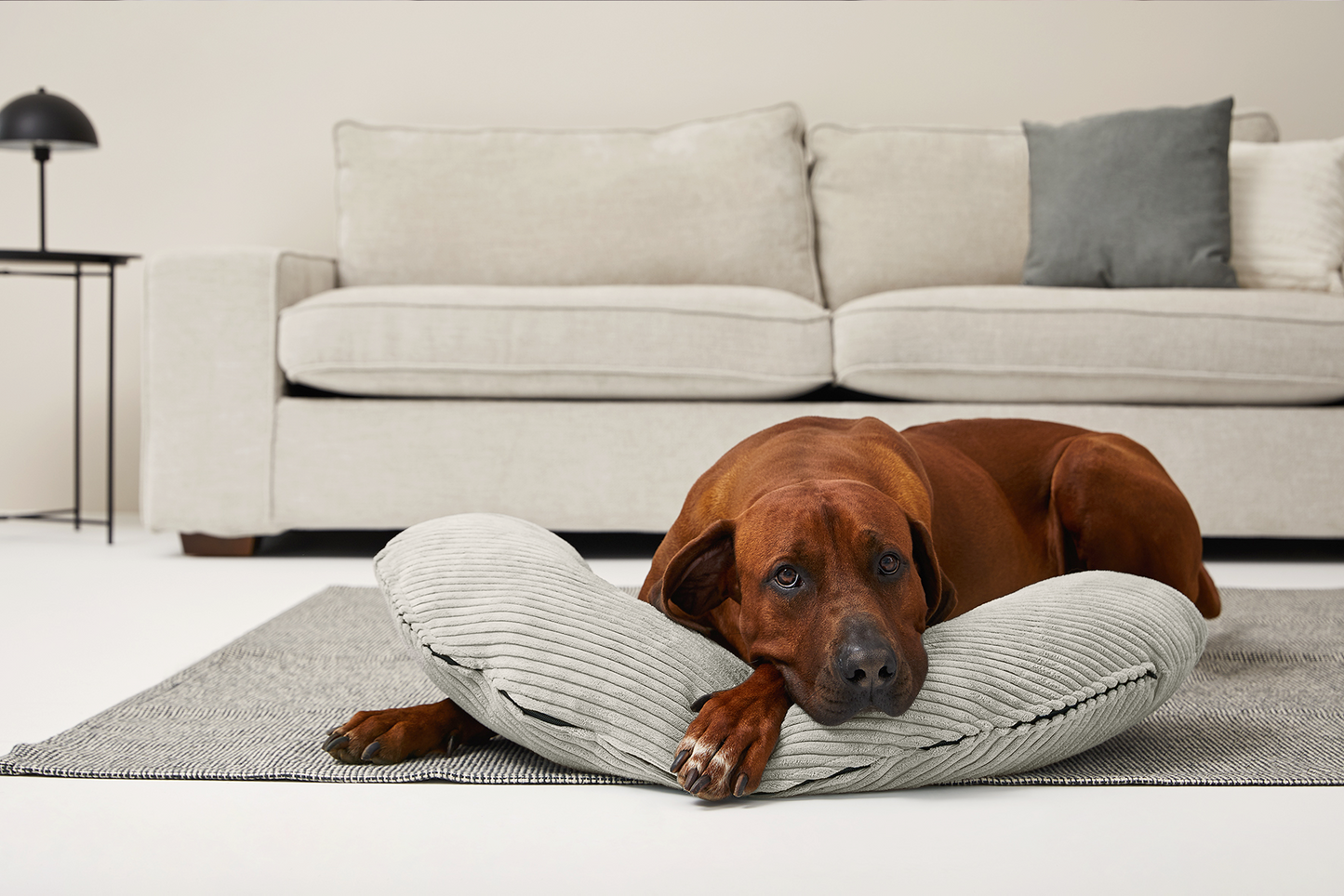 SCHMUSEHÖRNCHEN Cord 